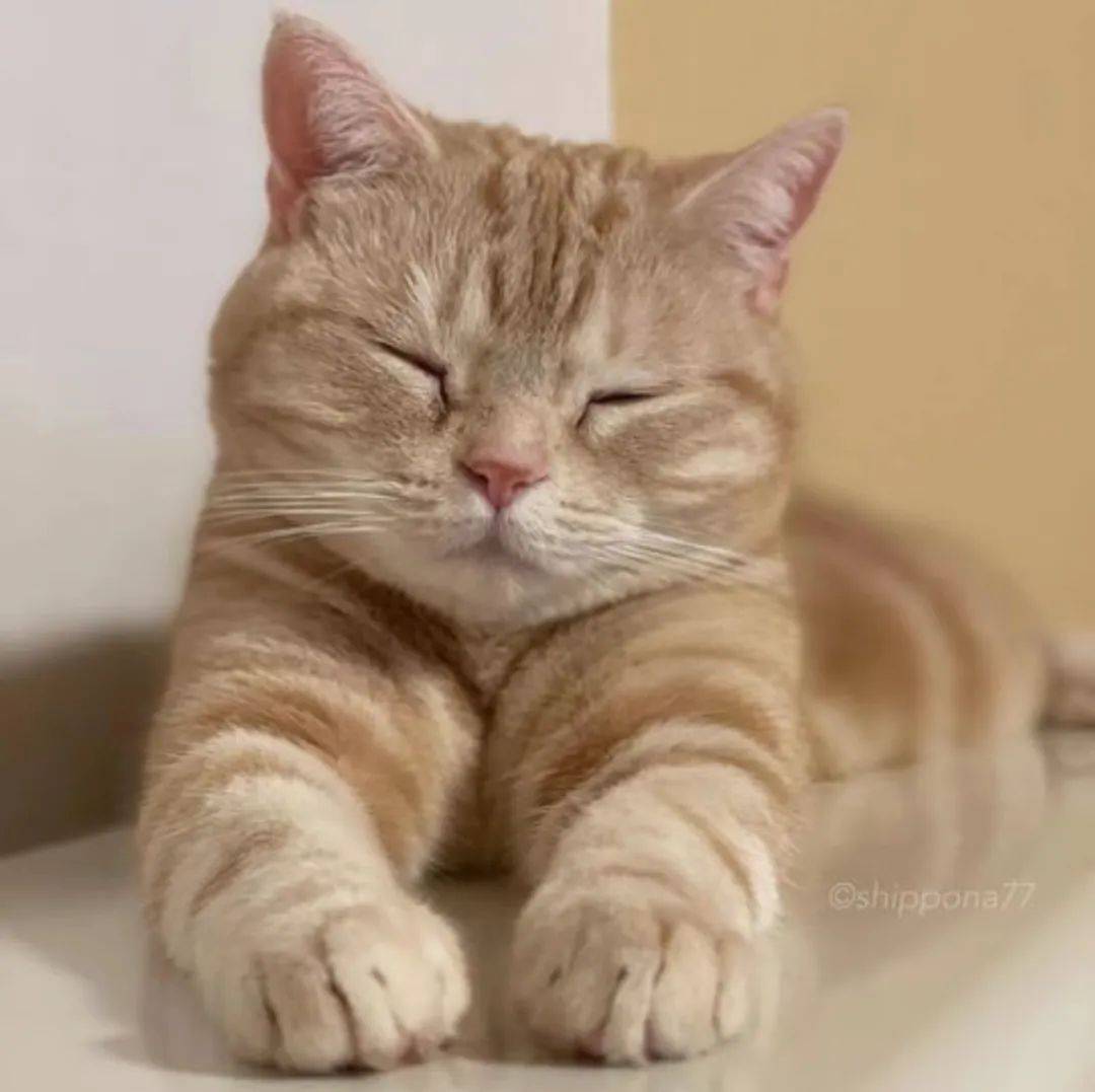 "日本小橘猫偷吃爆红ins,它好像有亿点点馋.