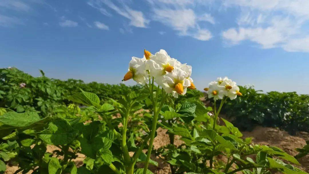 【融媒联动·全域旅游】香泉镇:盛夏七月,马铃薯花海绽放薯光