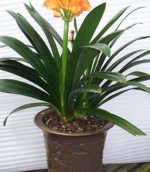 怎么判断花儿需要浇水?看这3个"地方",花越长越旺,越开越艳