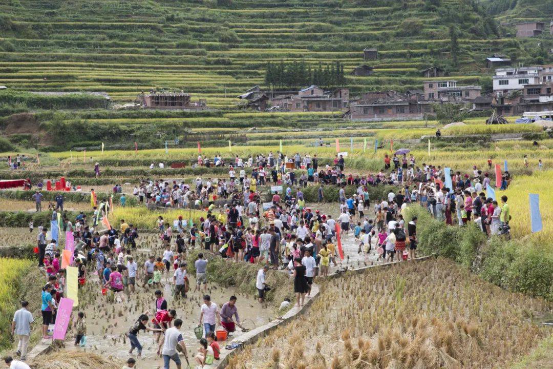 连南3000 农户共育"致富鱼"| 清远"百千万工程"_稻田_大坪镇_鱼苗