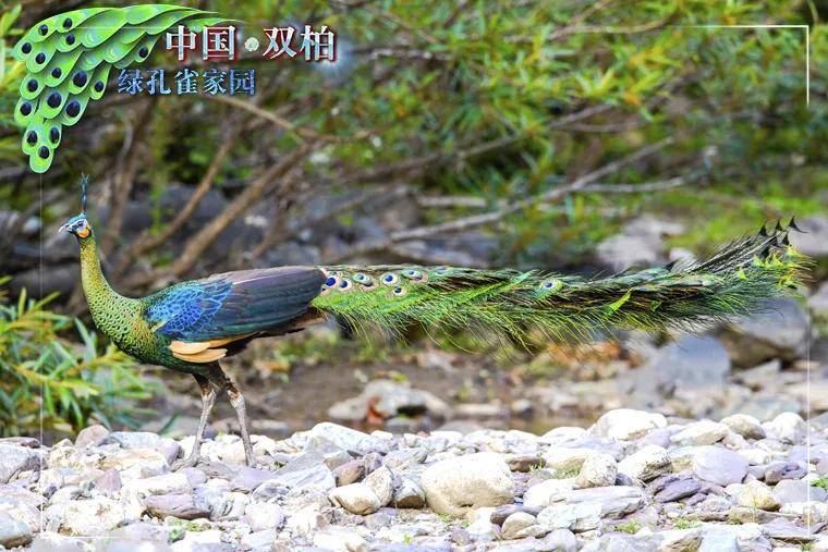 昭通一居民家中竟来了只孔雀._颜色_动物园_部门