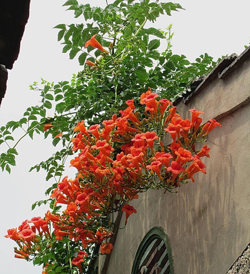 4种花能开成花海,种一棵在小院里,花境美,院子变迷人花园