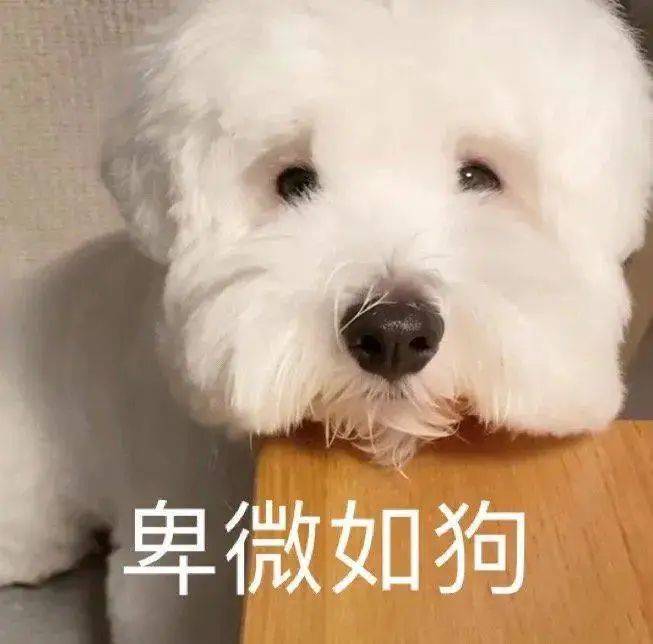 可爱表情包 23 哥是正经人知道不