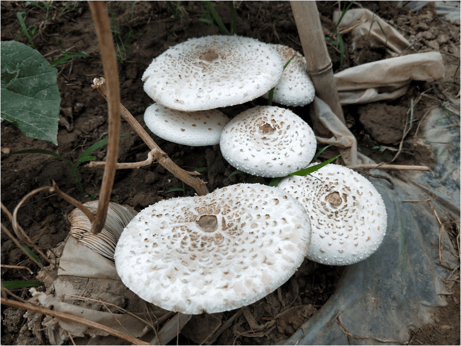 许多品种外观相似,野生蘑菇种类繁多,常见野生毒蘑菇种类③去医院的路