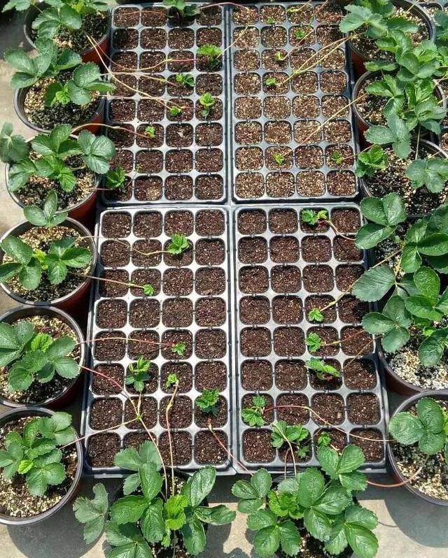 阳台种什么水果好?11月种一棵它,长成一大盆,苗更多,果子大