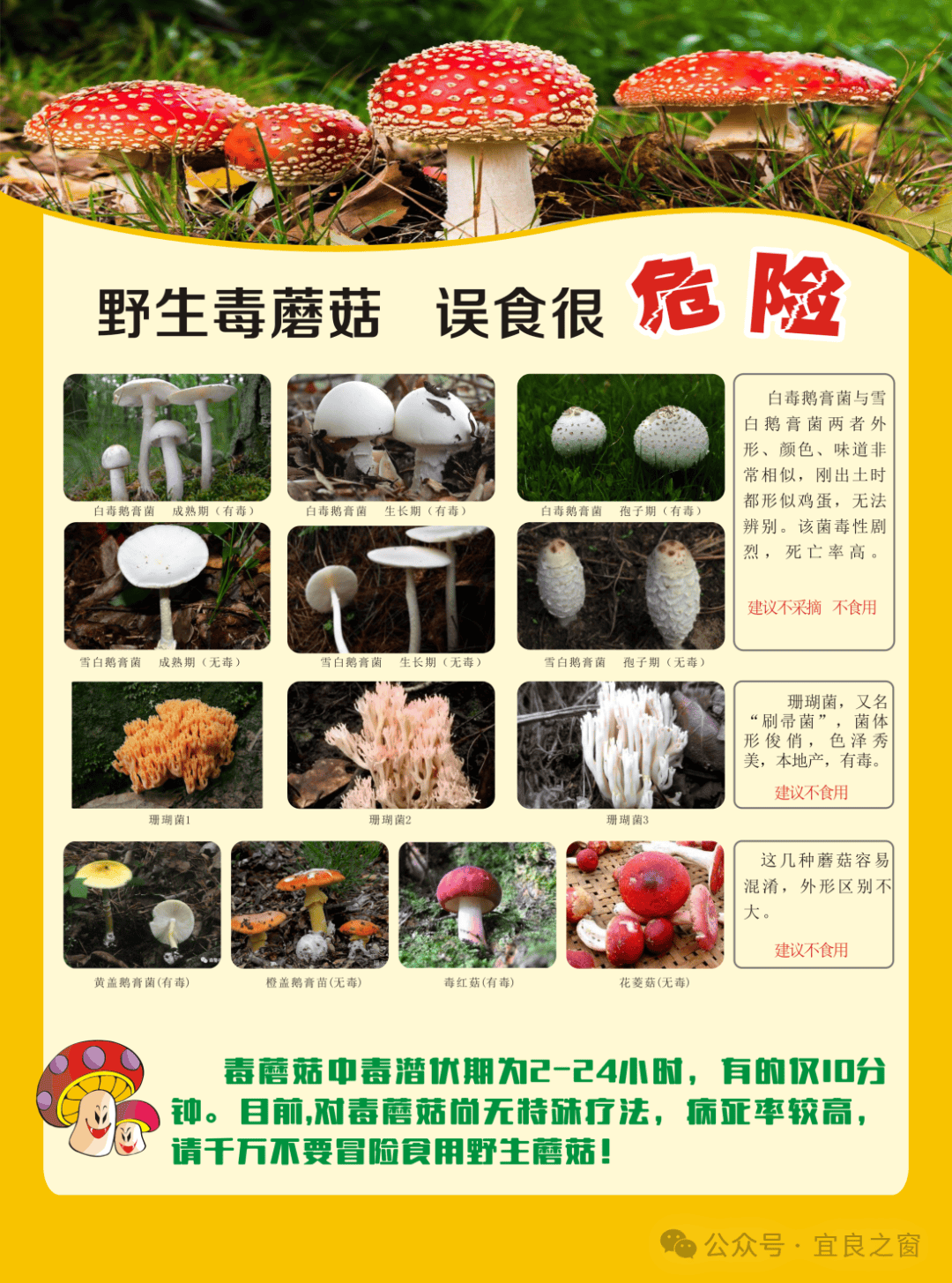 【食品安全】野生毒蘑菇,误食很危险