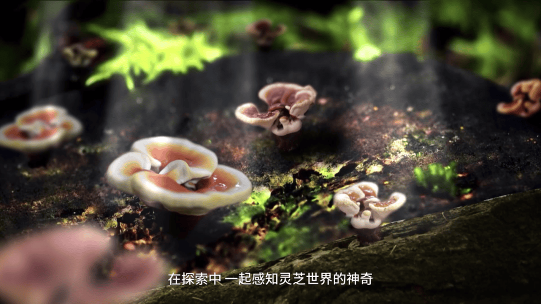 世界灵芝大王安惠图片