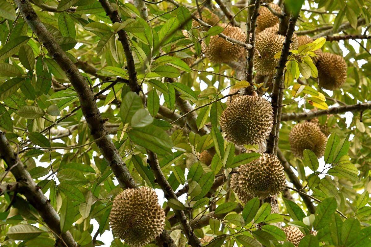 榴莲科普:你所不知道的马来西亚苏丹王!
