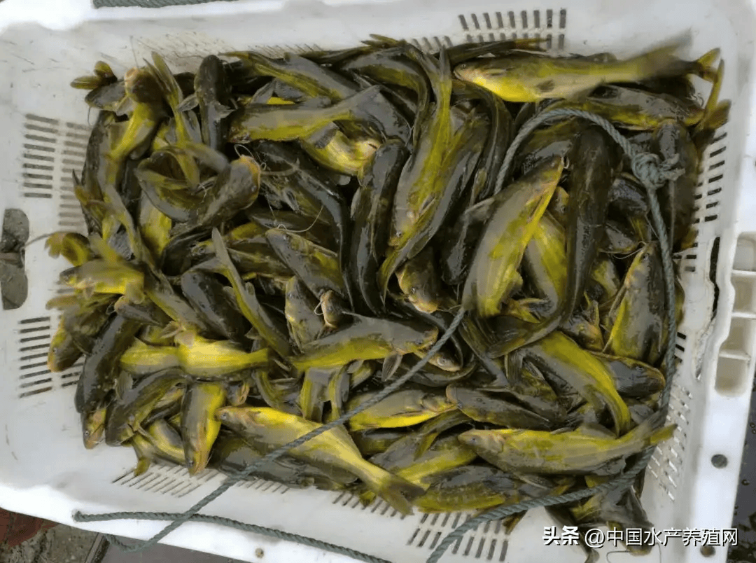 一亩鱼一年赚多少钱人民币(一亩鱼一年赚多少钱人民币啊)