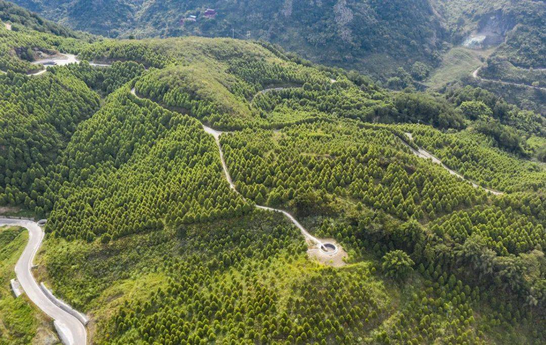 华蓥市荒山变身的秘密:如何让青山成为金山?