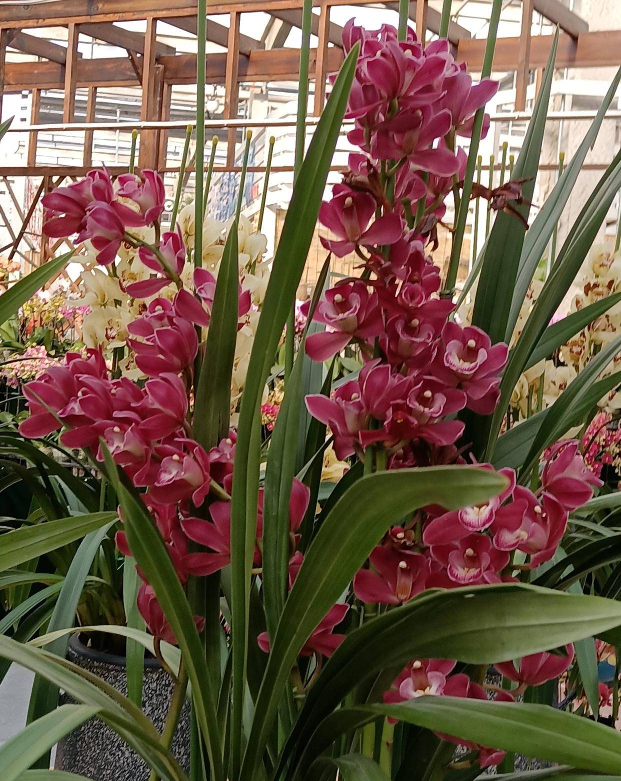 客厅,都是很百搭的,很喜庆的,开花的时候花团锦簇,它是兰花品种里面