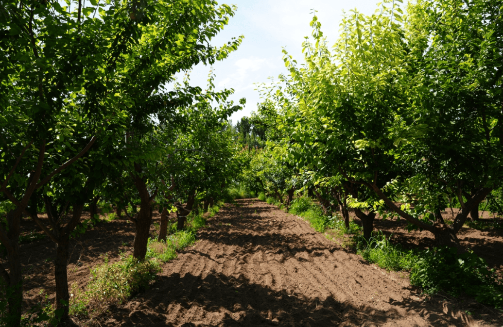 庭院经济促发展 村民过上"杏"福好生活