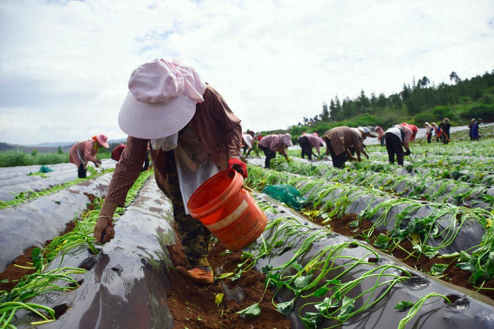 红河弥勒:小红薯铺就脱贫村甜蜜薯光路