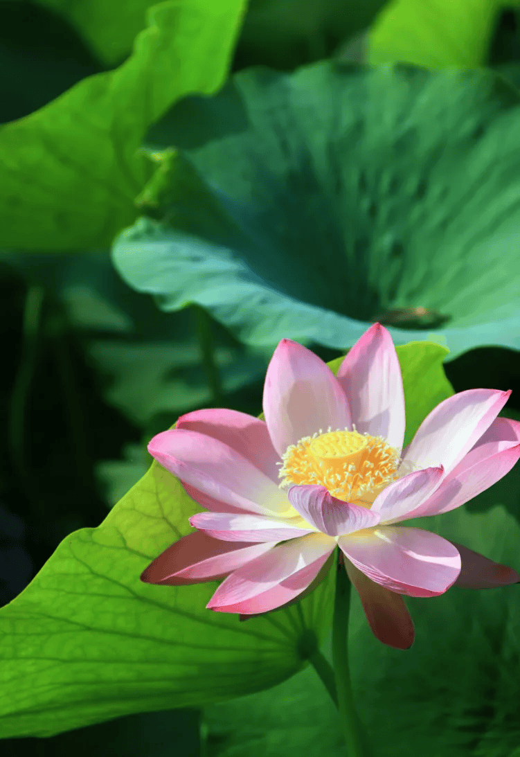 大庆最美荷花季,花满池塘香满城