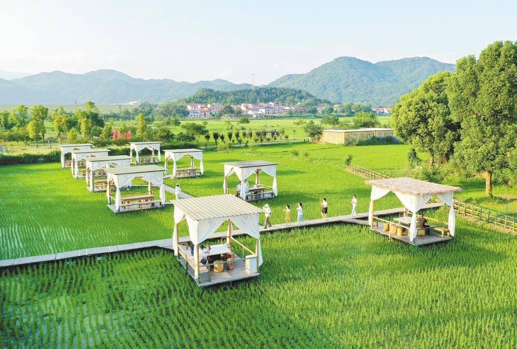 袁夫稻田圈粉吸金,打造农文旅融合黄梅样本翘起嘴,伸着脖,待嘴巴被喂