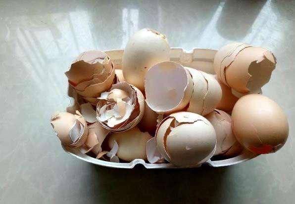 "鸡蛋壳"养花,要用正确的方法,土壤肥沃疏松,花大色艳