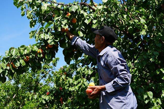庭院经济大发展 过上"杏"福好生活