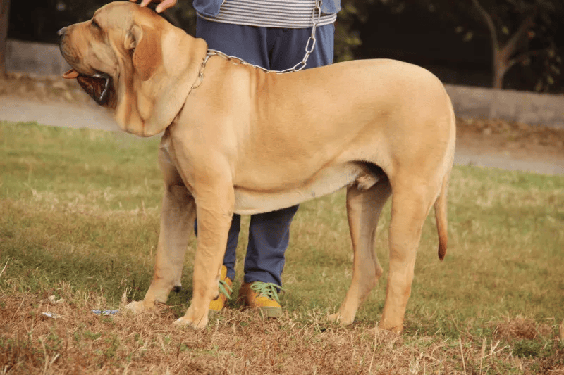 6大门派29种猛犬,带你领略别样猛犬风采!
