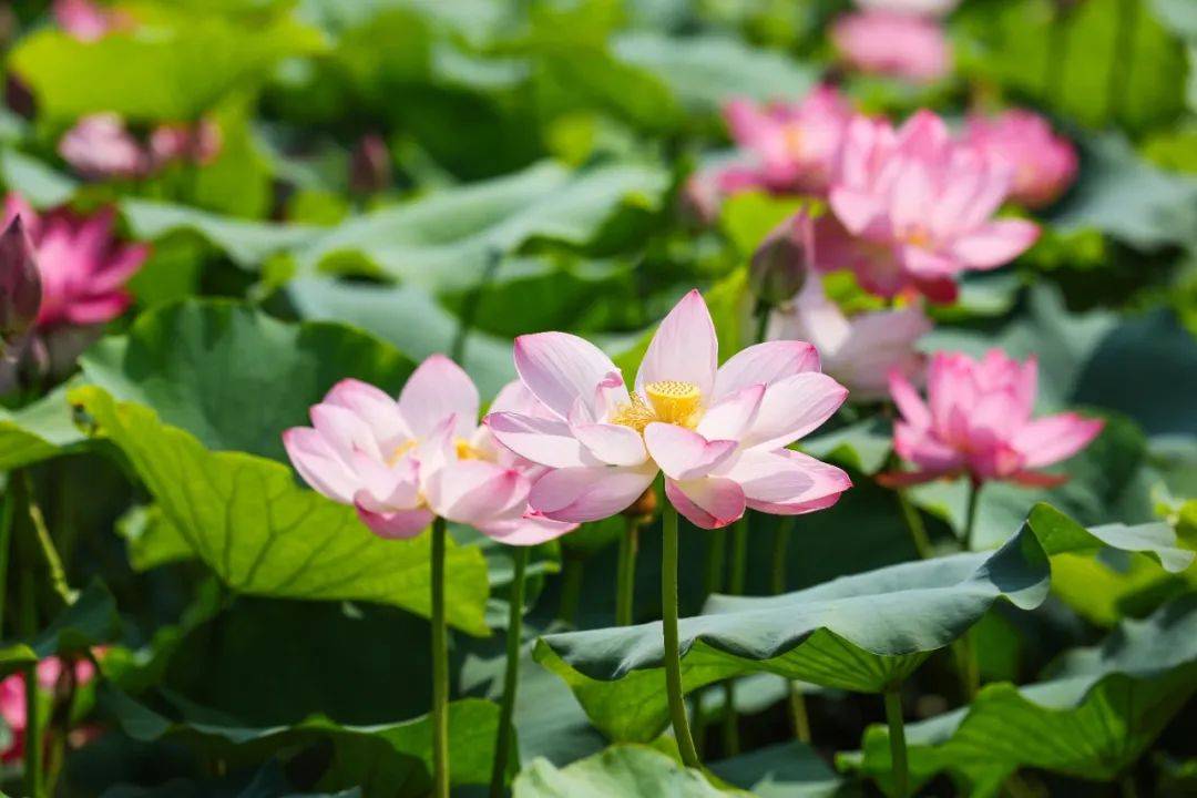 汉阳峰天池九子莲花图片