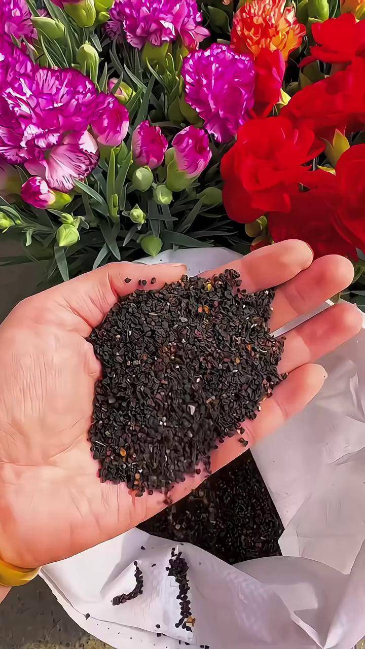 喜欢养花的看过来康乃馨种子 阳台小院均可种植 绿植康乃馨 爱生活爱