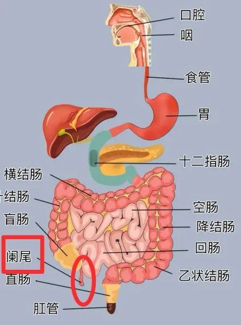 结肠和阑尾的位置图图片