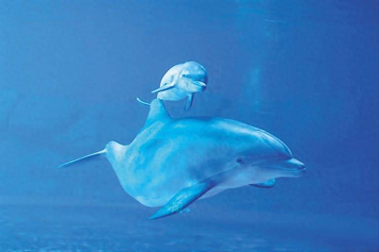 西班牙宽吻海豚在海南生下"女娃"