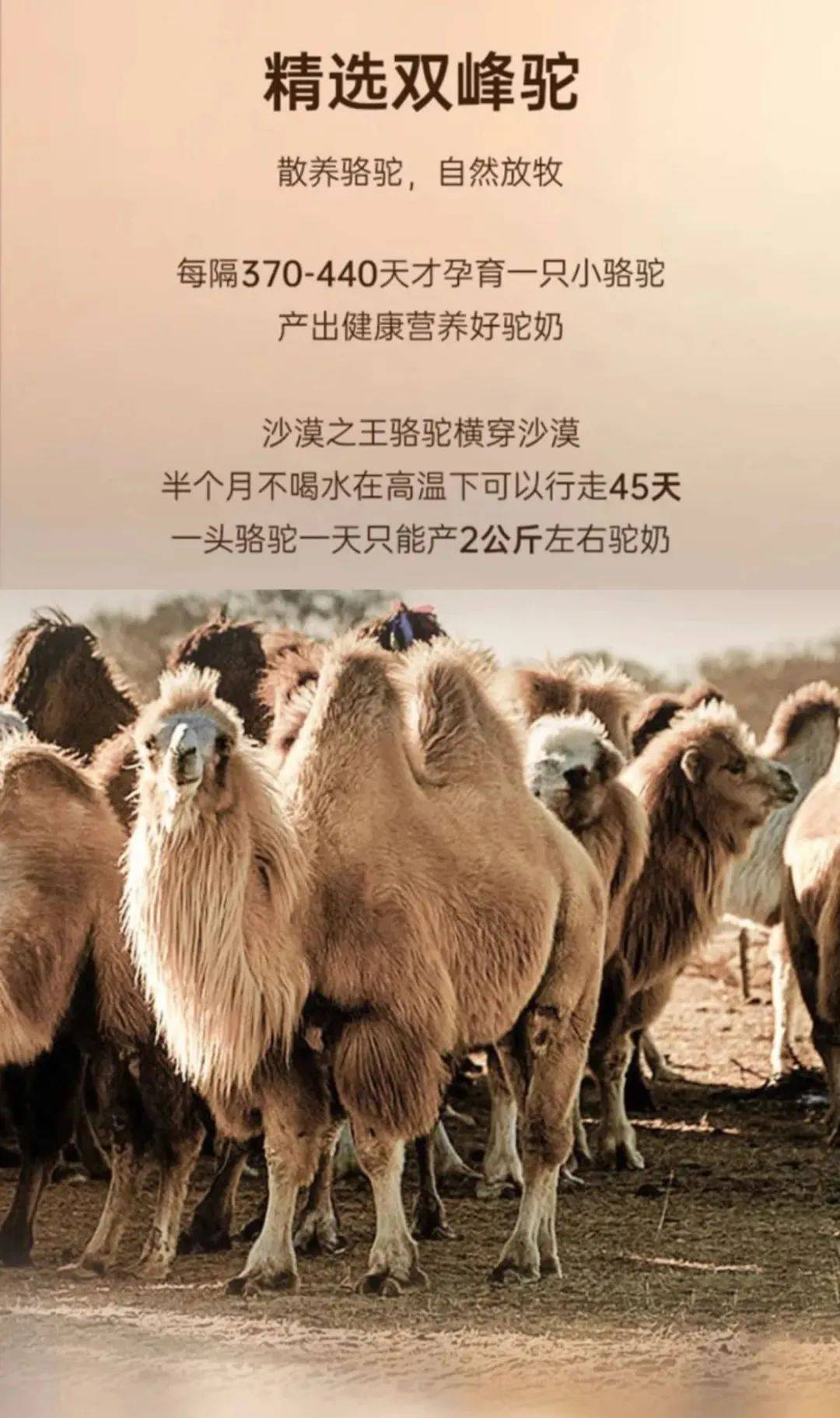 【哈萨克斯坦金色骆驼驼奶粉】开团价89元2罐!