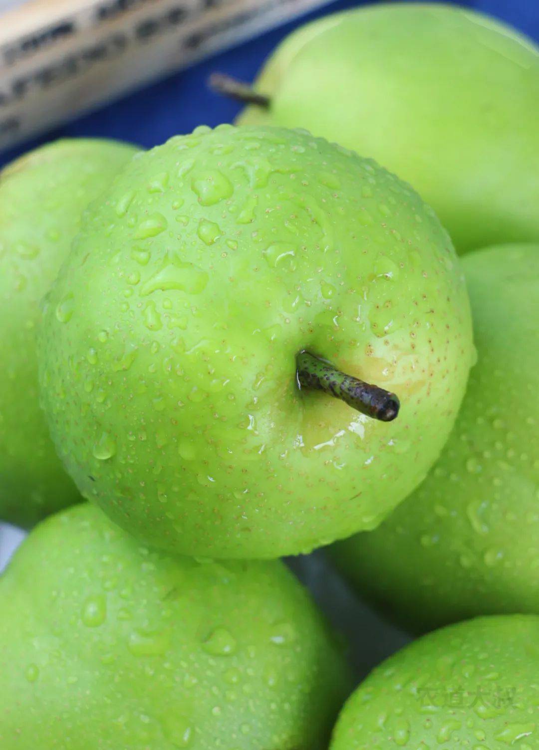 "73和冰糖一样清甜又大又厚又多汁水,一整个吃完,比喝十碗冰糖雪梨