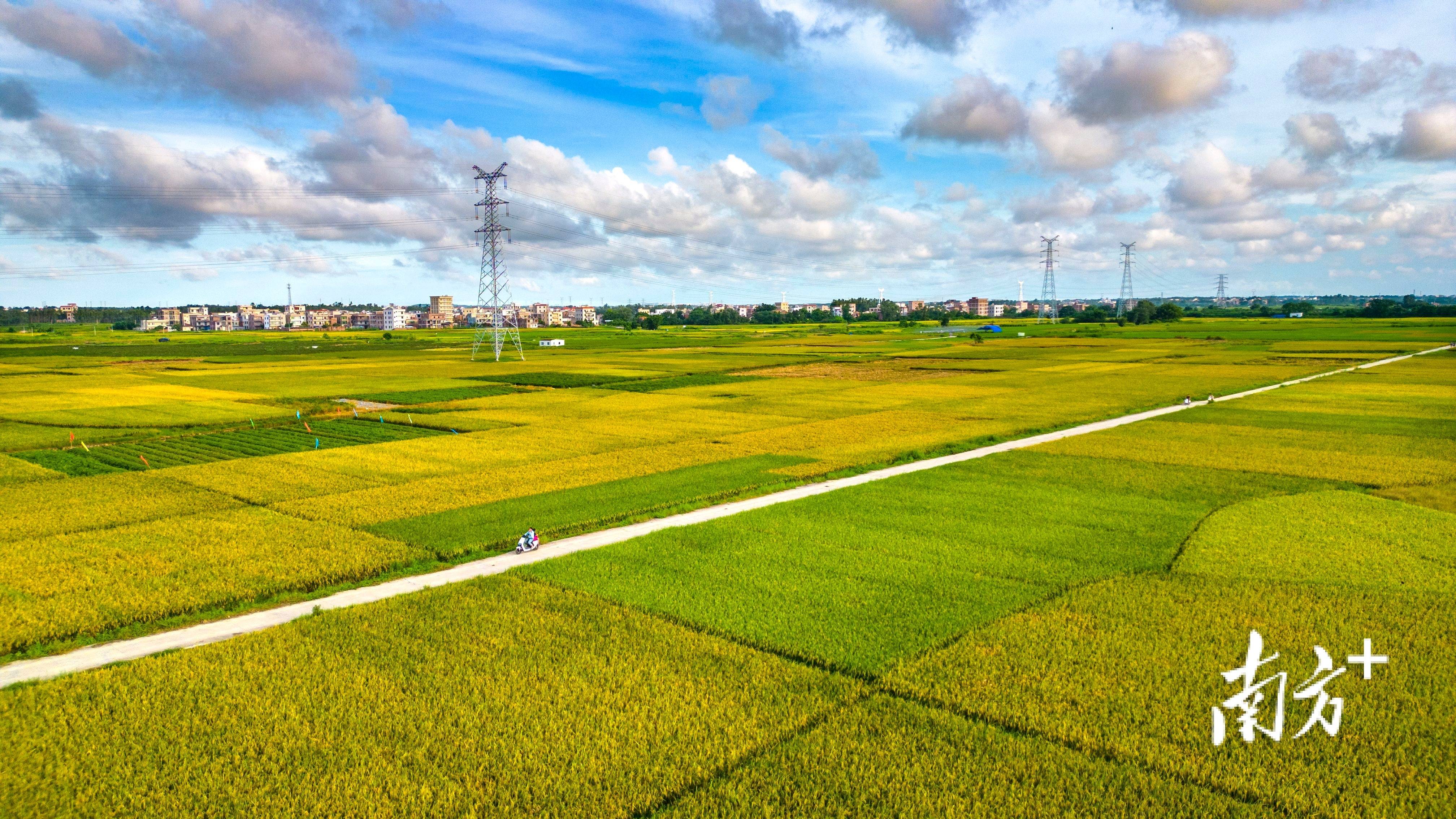 7月13日,电白区召开全域土地综合整治暨撂荒耕地专项整治工作推进现场