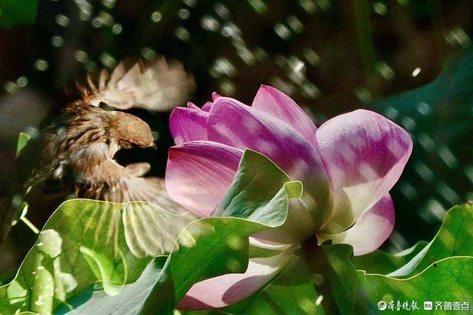 多重曝光下的荷花