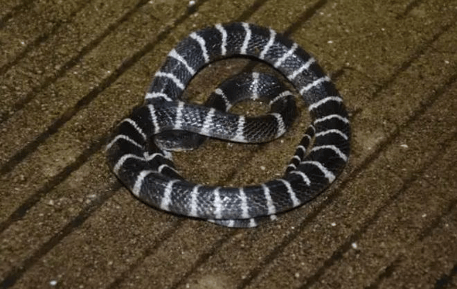 毒蛇出没!别怕,咱们应对有招