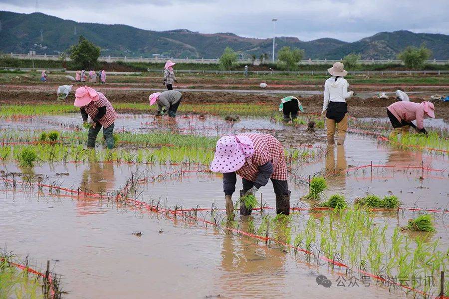 沙龙镇:七彩稻田 惊艳一夏
