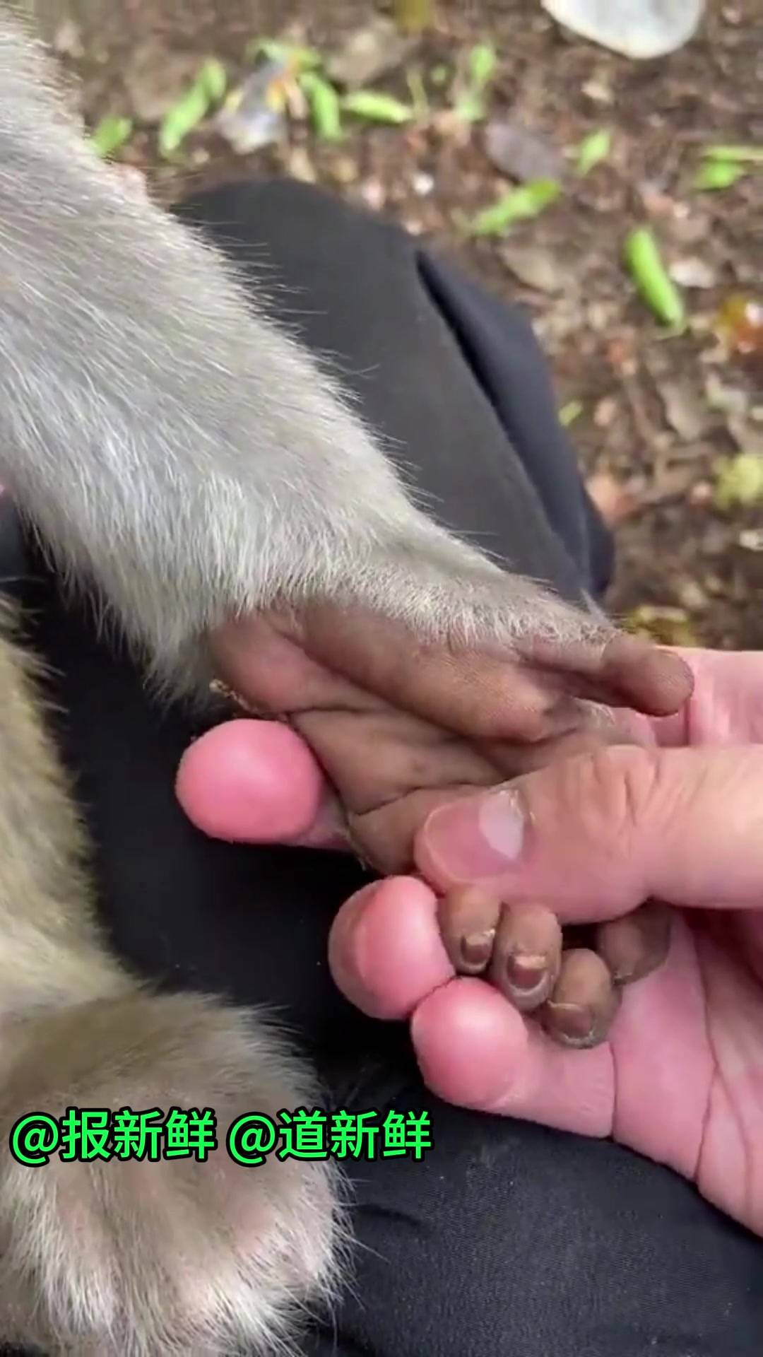 对比人与猴子的手掌