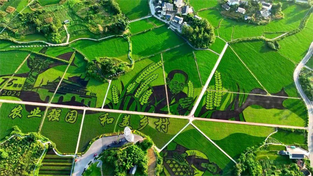 五彩稻田进入最佳观赏期