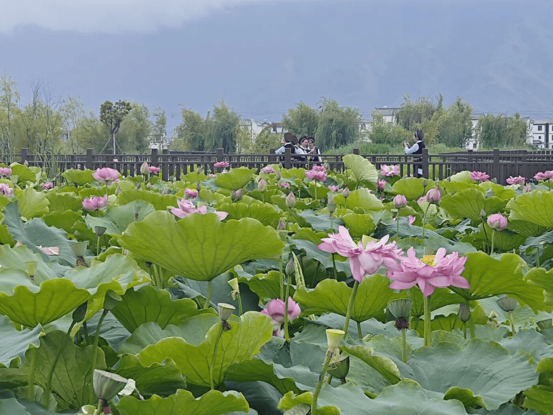 银都鹤庆文化艺术周 | 草海 等你来"耍海 "_湿地_大理