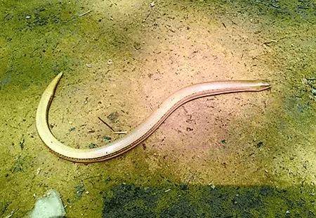 浙江大叔山上挖到"山鳗"?不是蛇!竟然是濒危动物