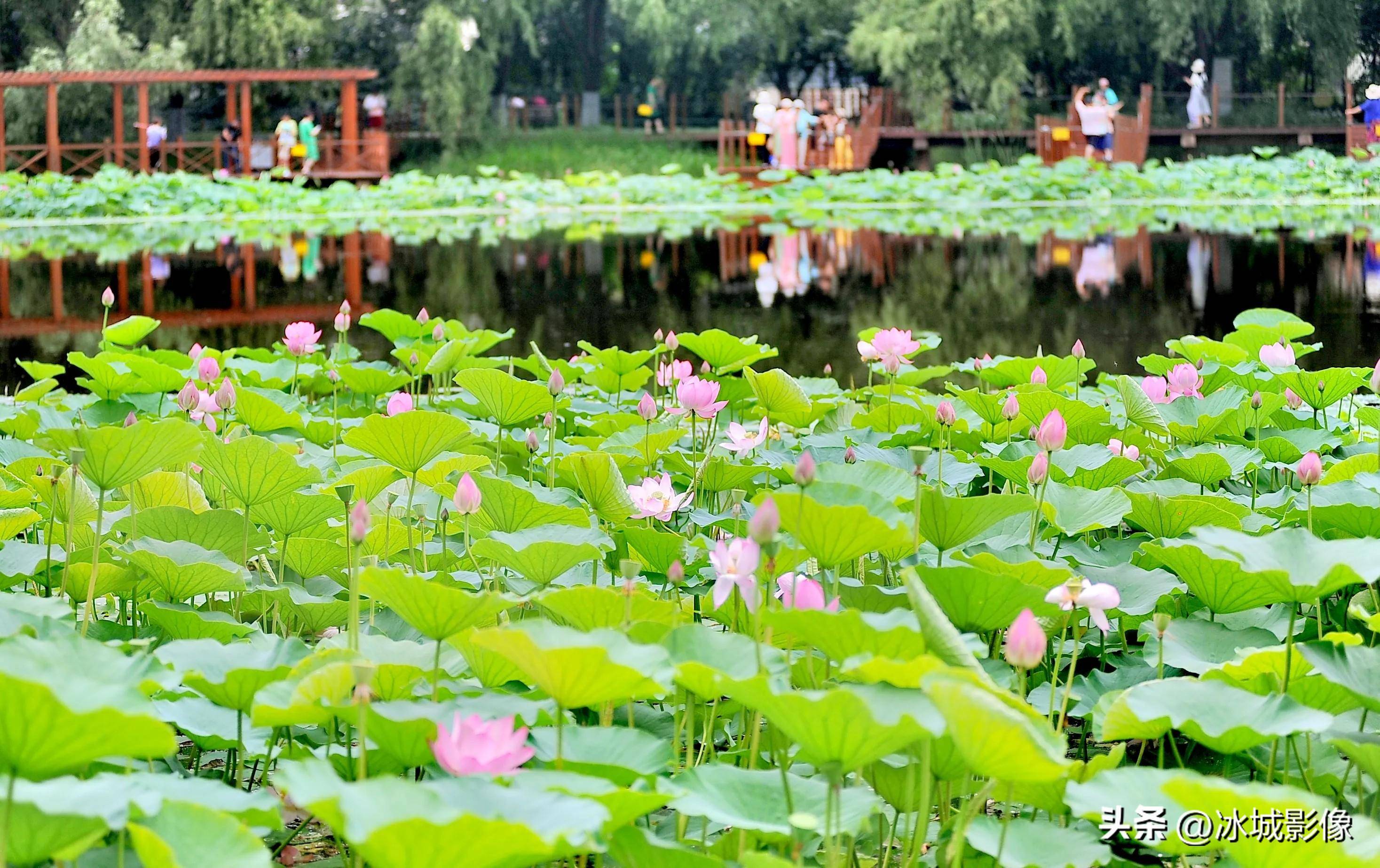 雨阳公园的荷花开放了