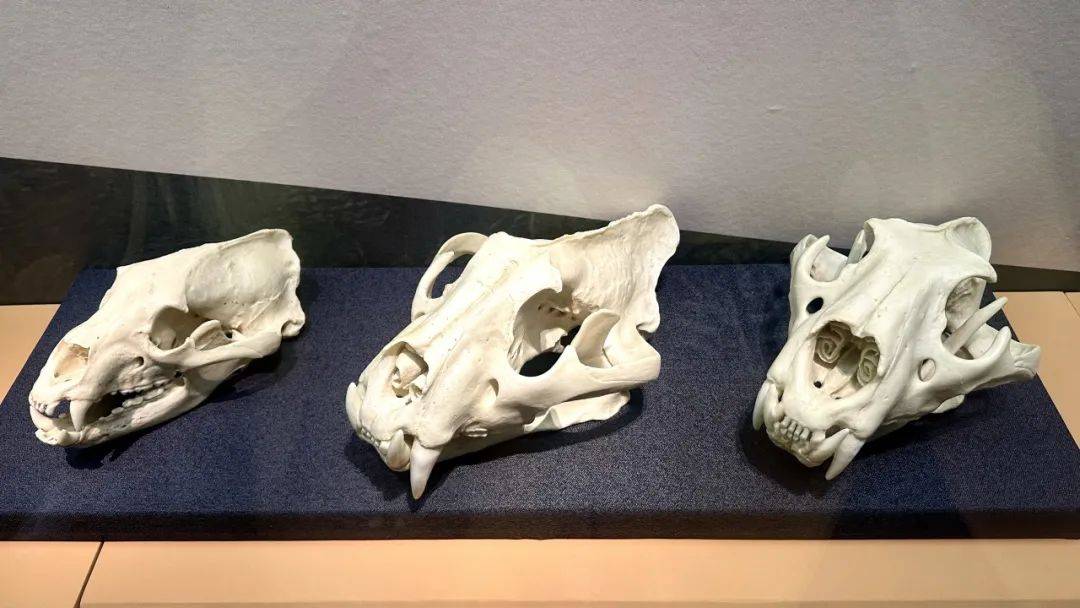 头骨_秦岭_前臼齿