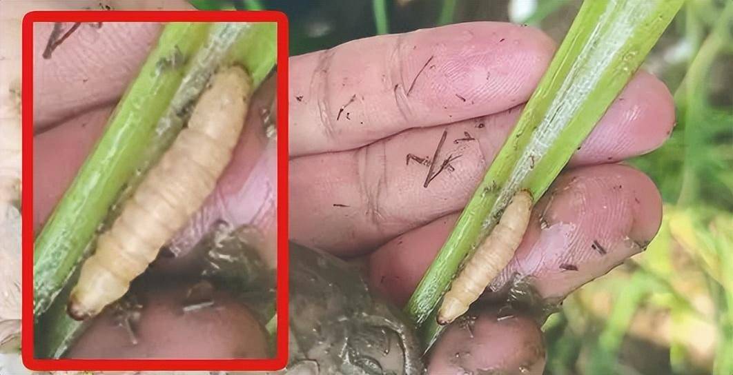 二化螟将在江南大部稻区大发生 适期施药防治抗性螟虫_幼虫_网友_笔者