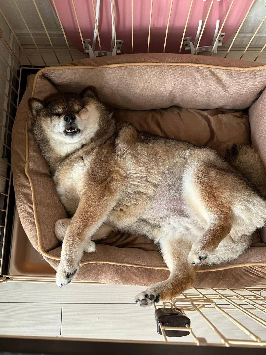 恋旧狗子看到旧狗窝被扔眼泪汪汪难掩悲伤可下一秒真香反转