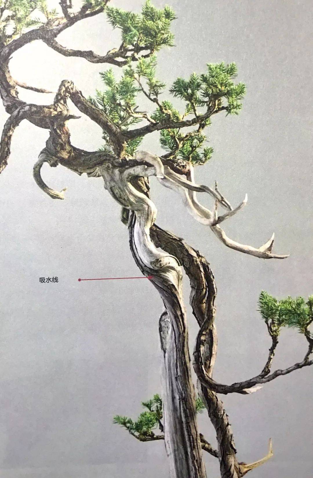 舍利干虽美,形成却残酷,向你展示舍利干盆景艰辛形成历程!