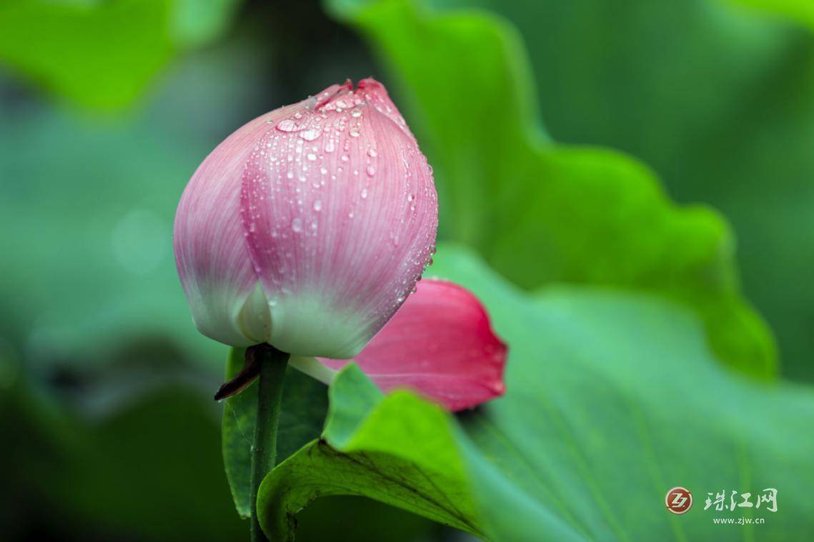 麒麟水乡:夏日雨荷别样美_荷花_生命_意境