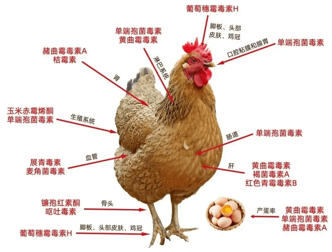 母鸡的构造图片