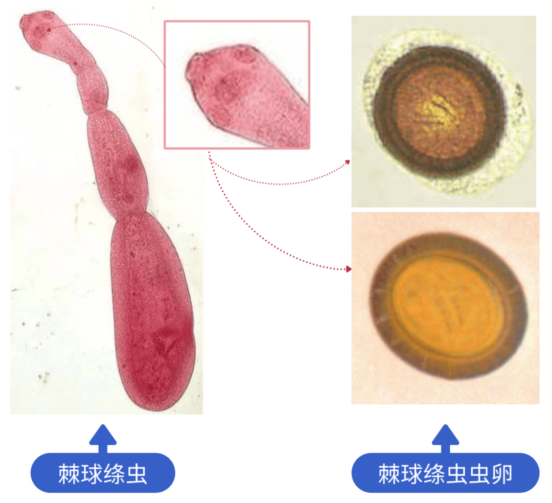 泡球蚴图片