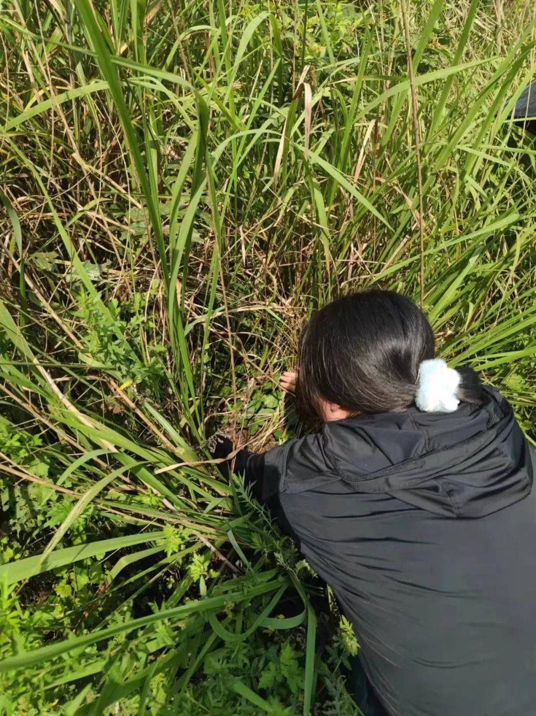 野地瓜圆圆的熟了的是红色没熟的是青色是食用药用绿化观赏集于