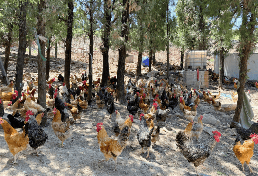 走进徐州丨徐州贾汪:盘活村集体"家底",鼓足群众"钱袋子"_养殖_马庄村