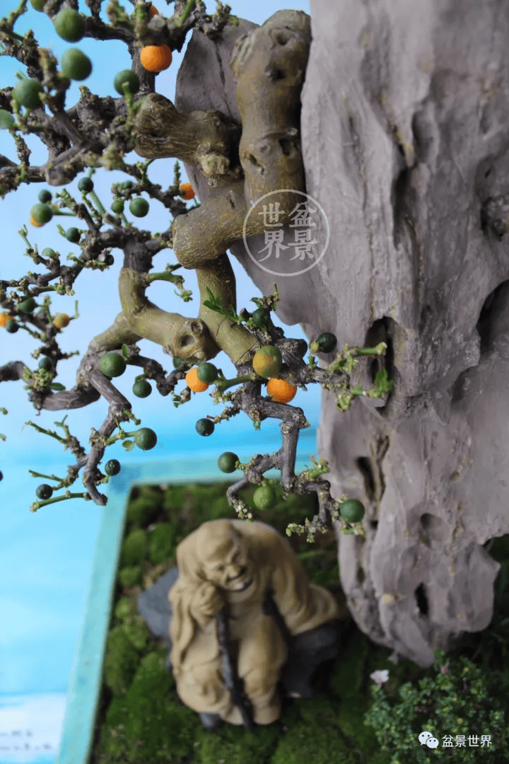 紧急提醒!这种盆景不能买卖,涉嫌违法