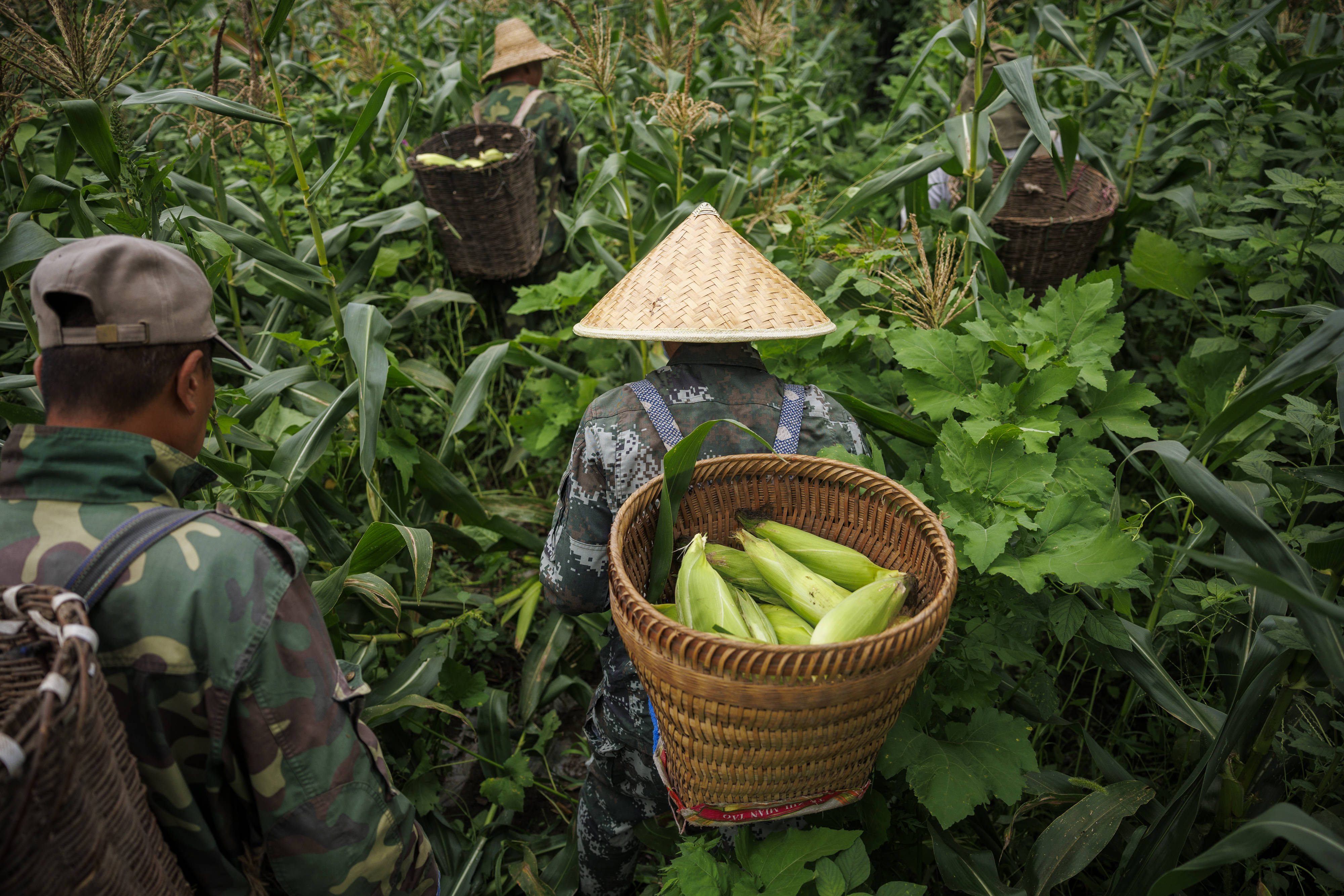 一年后,京西东胡林的玉米熟了