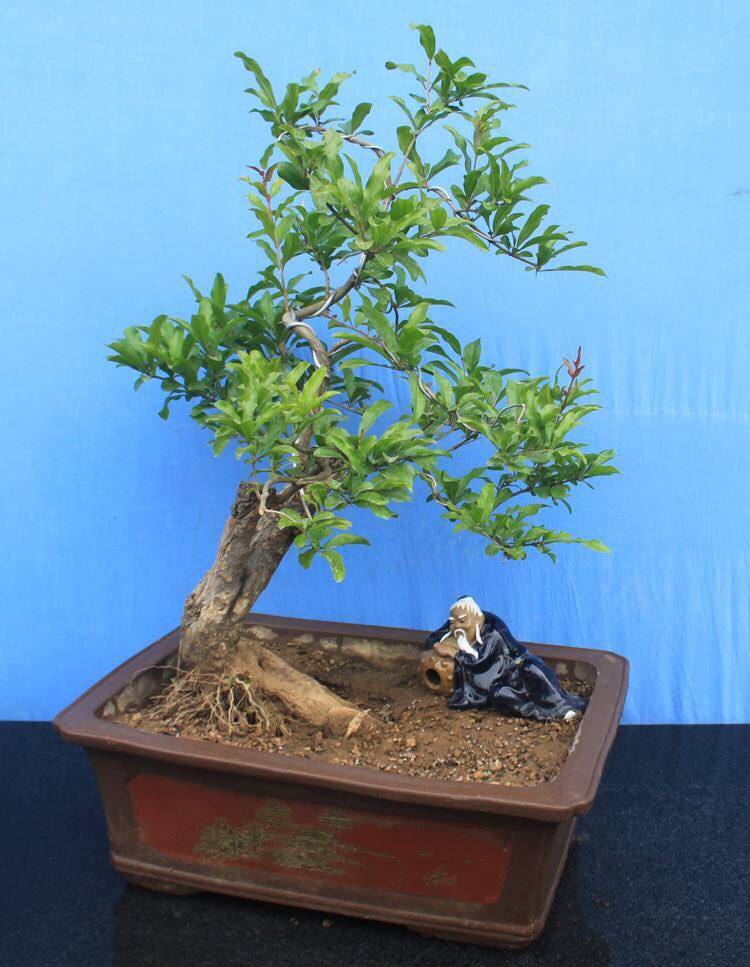 记住"1点",长势好,开花多果子多,收获不错石榴树怎样能长得旺盛,开花