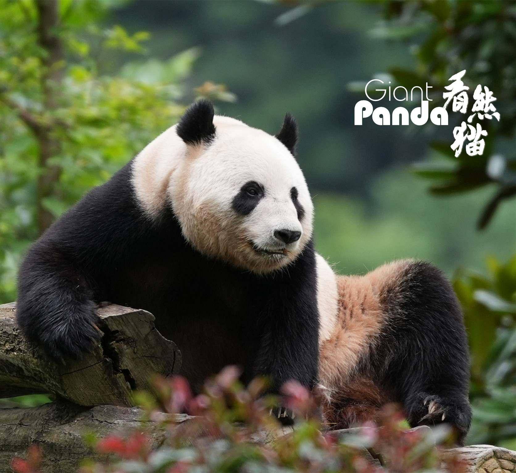 每周一只猫|"放养式带娃的妈妈":大熊猫"淑琴"